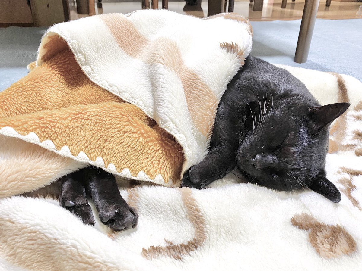 飼い主が猫初心者だったばかりに 寝るときはお布団をかける というとても人間ぽい文化に染まってしまった猫さん 自分でかけて寝る Togetter 飼い主が猫初心者だったばかりに 寝るときはお布団をかける というとても人間ぽい文化に染まってしまった猫さん 自分でかけて寝る Togetter