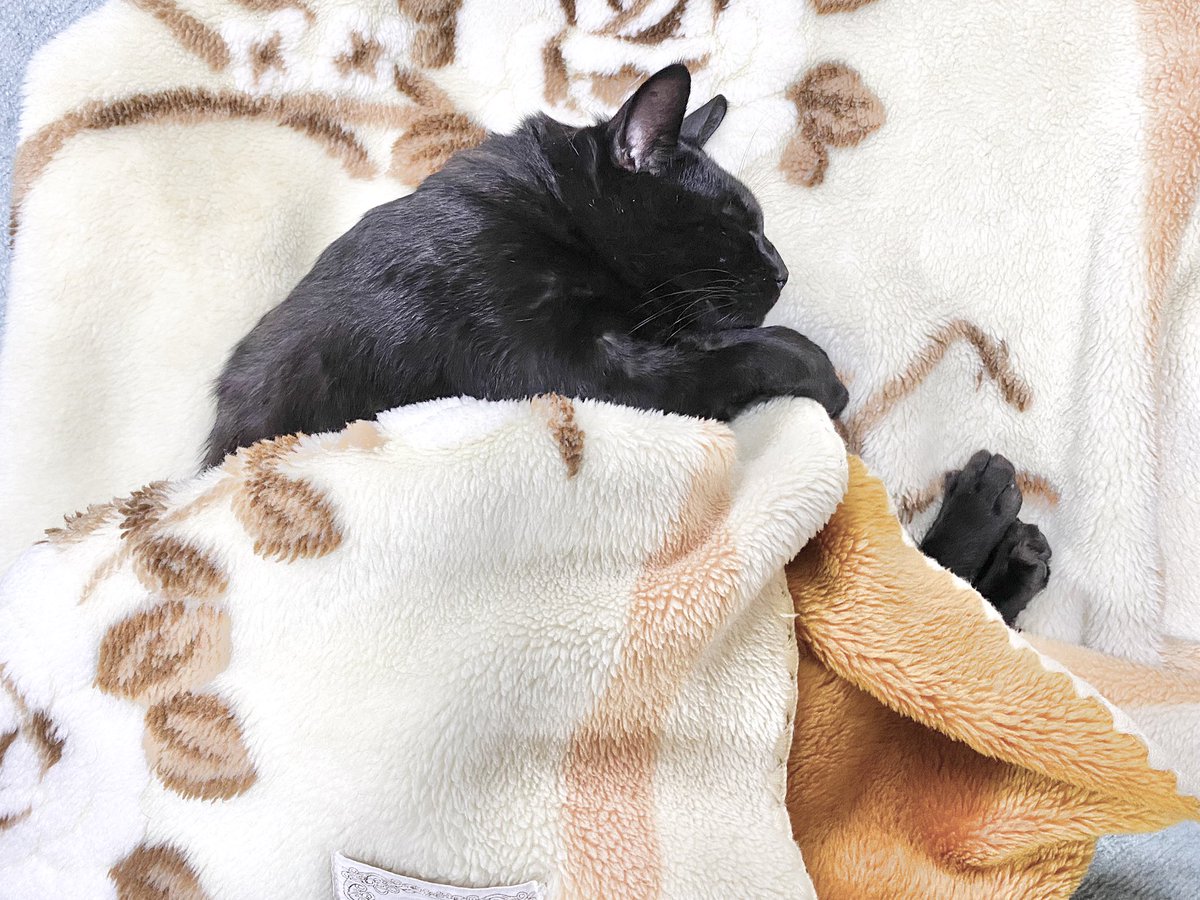 飼い主が猫初心者だったばかりに 寝るときはお布団をかける というとても人間ぽい文化に染まってしまった猫さん 自分でかけて寝る Togetter 飼い主が猫初心者だったばかりに 寝るときはお布団をかける というとても人間ぽい文化に染まってしまった猫さん 自分でかけて寝る Togetter