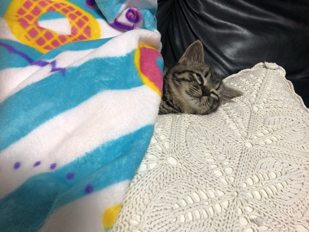 Akr 4巻でました 飼い主が猫初心者だったばかりに 寝るときはお布団やタオルケットをかける というとても人間ぽい文化に染まってしまった可能性があるねこの絵日記 ろんの絵日記 T Co Hynwfvrzyb Twitter