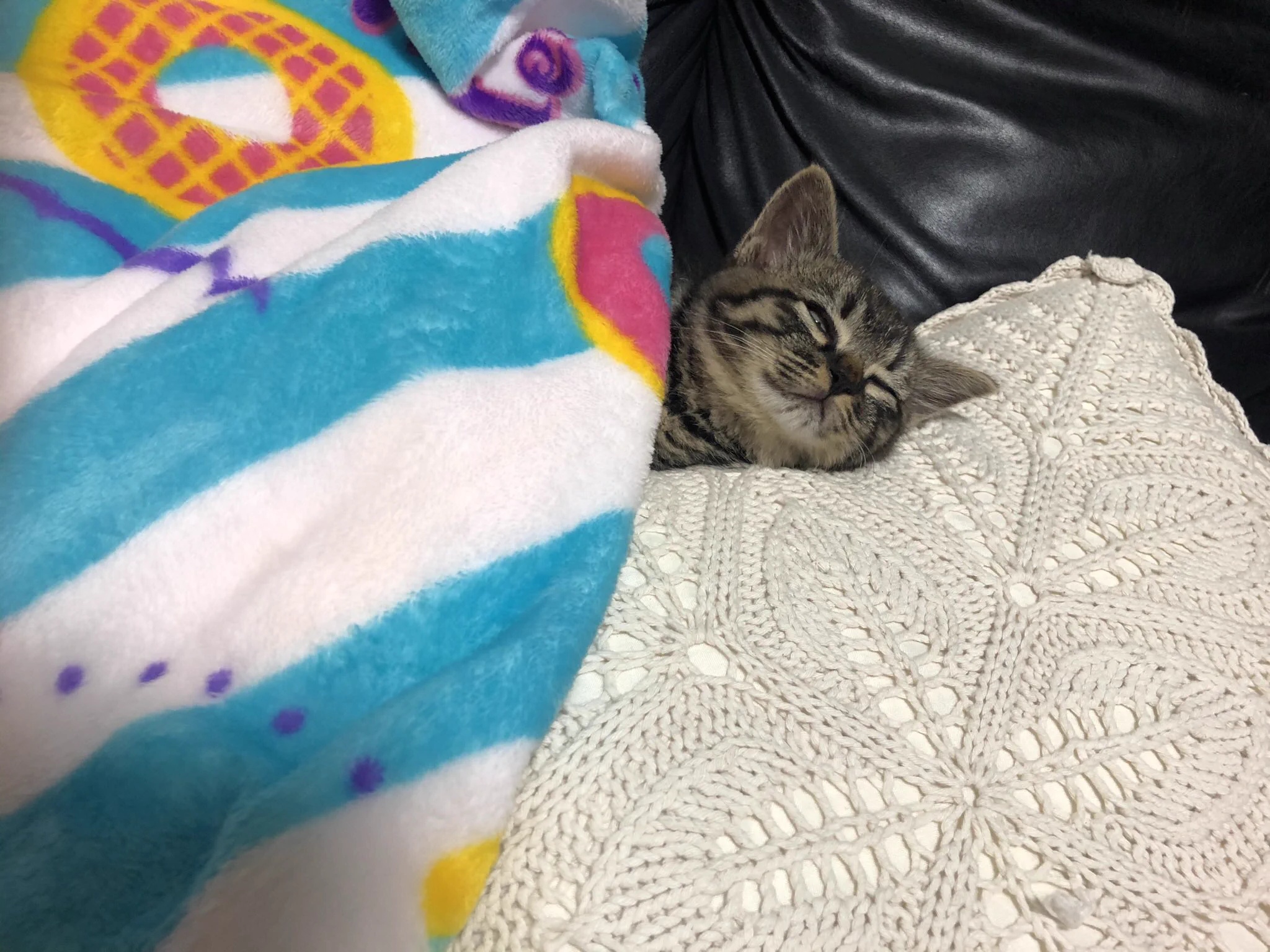 @bou128 10月に子猫を保護して一緒に暮らしてますが、今まさにこの状態にしたところでした😹💦 