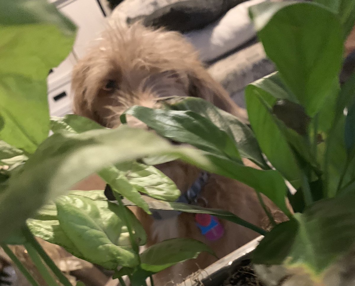 TheHerdHouse's tweet image. Grow good things.
#OwenWilson #plantsoftwitter