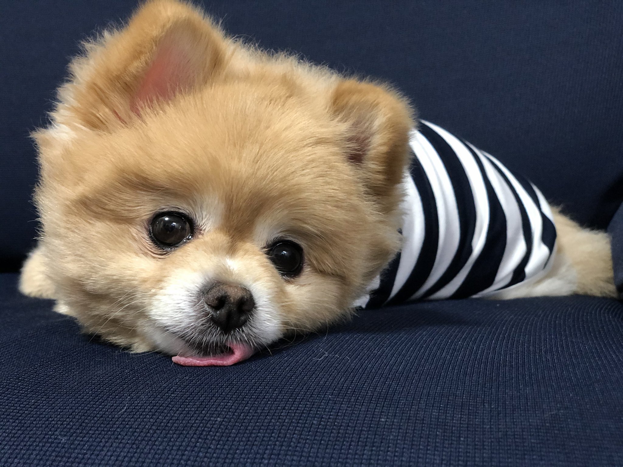 舌出し犬 Twitter Search Twitter