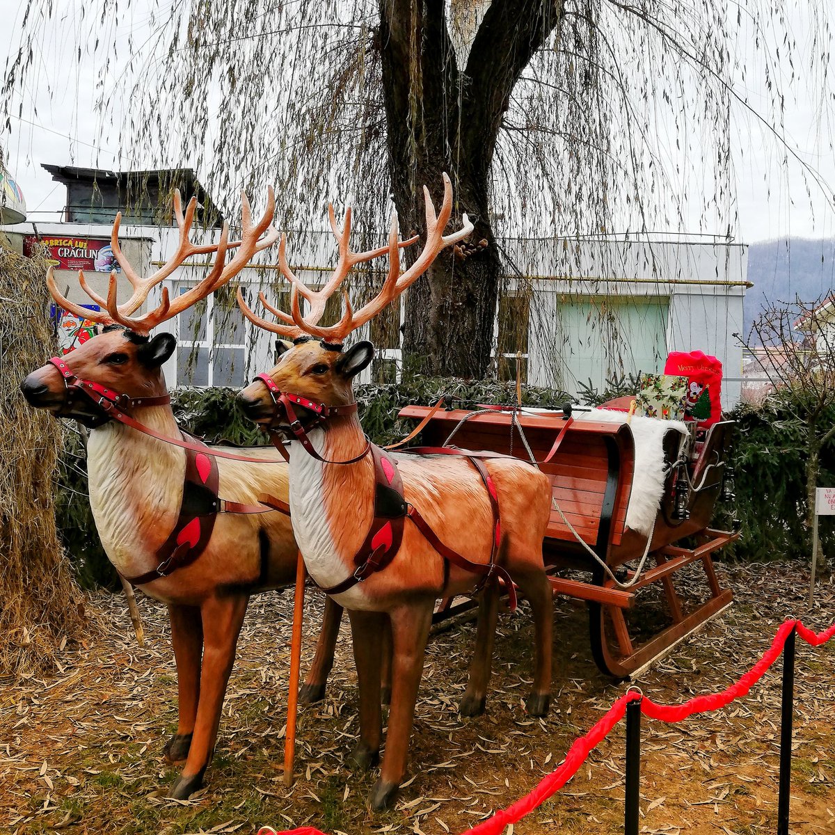 Traveltoland1's tweet photo. Snow globe factory where you can buy handmade Christmas decorations.

https://t.co/BqCaON3pIc

#traveltoland #christmas #snowglobe #christmasdecor #reindeer #handmadegifts #winterholiday #christmasgifts #handmadeisbetter #travelanddestination #map_of_europe #europe_perfection https://t.co/hIxE1kpAVx