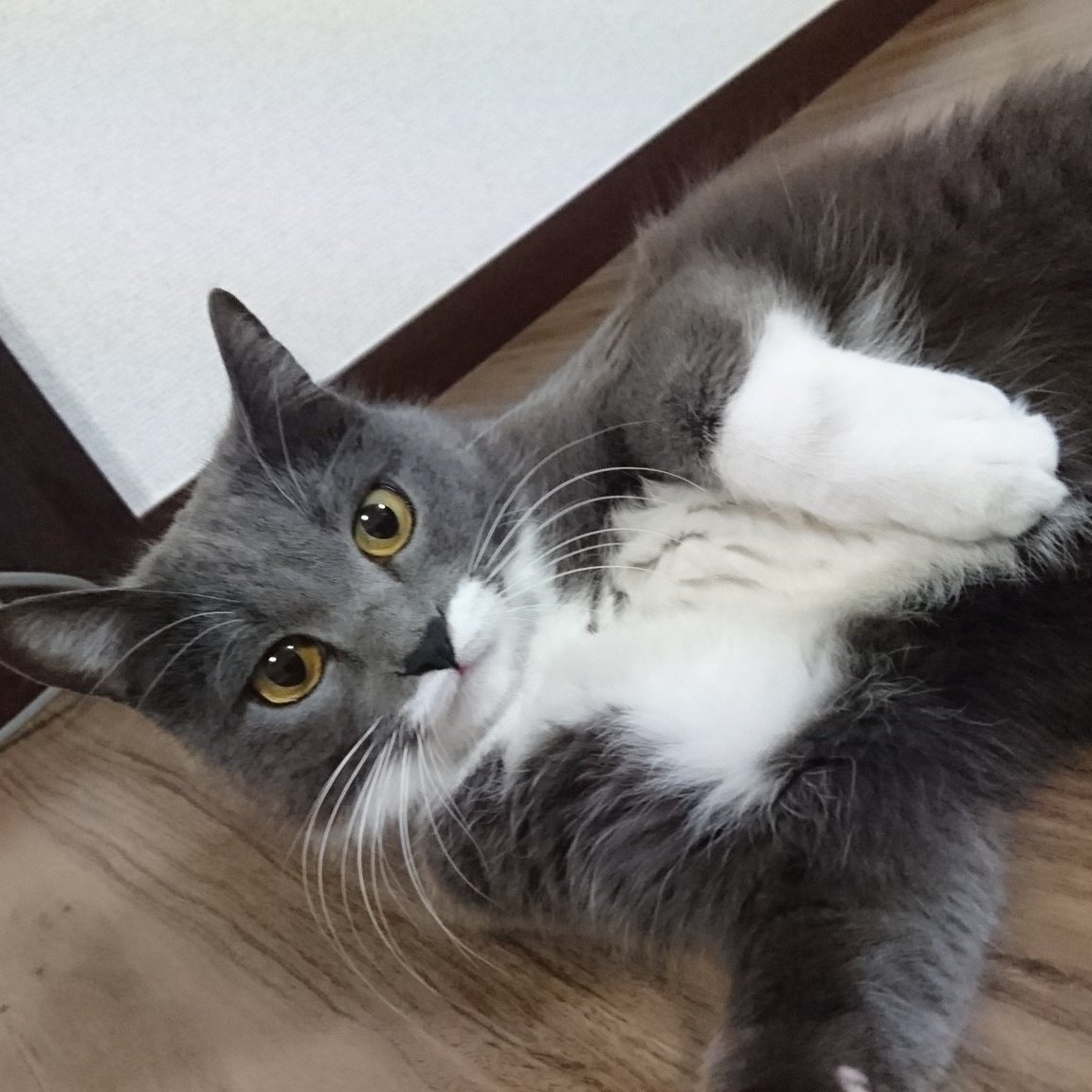 迷い猫 Nekosousaku 8 Twitter