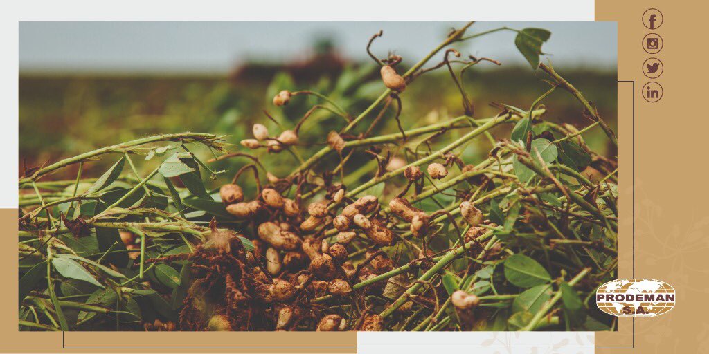 prodemanok's tweet photo. Que nos permite ser maniseros ❗️🥜
#diamundialdelsuelo #tierra #mani #argentina #cordoba #generalcabrera #cultivo #maniseros https://t.co/drlLGNKJFK