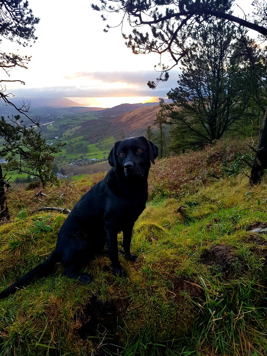 wee_george87's tweet photo. Morning walk with the pup beautiful view #camloughmountain #labrador  #DogsofTwittter https://t.co/crXrJka8TG