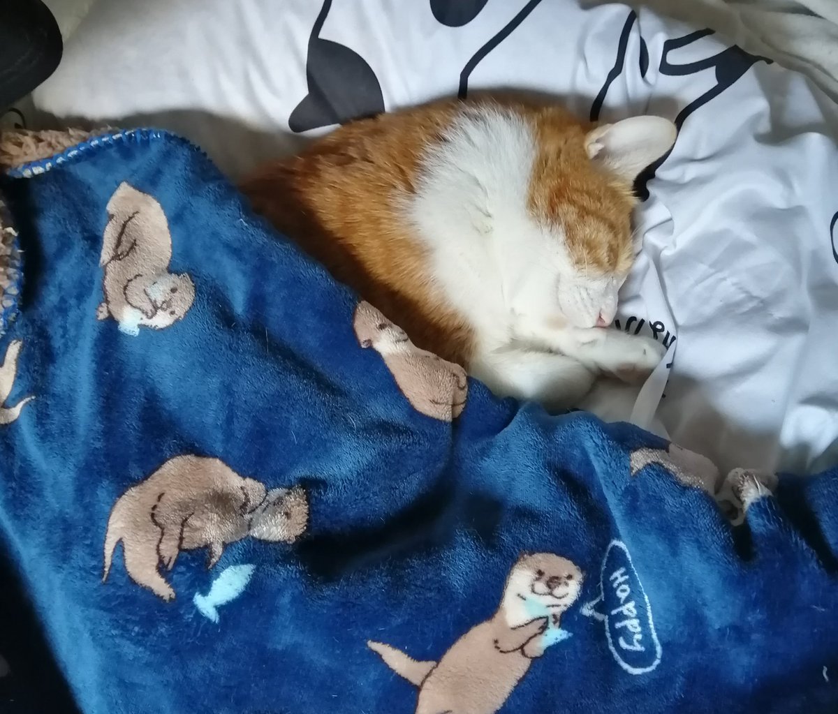 飼い主が猫初心者だったばかりに 寝るときはお布団をかける というとても人間ぽい文化に染まってしまった猫さん 自分でかけて寝る Togetter 飼い主が猫初心者だったばかりに 寝るときはお布団をかける というとても人間ぽい文化に染まってしまった猫さん 自分でかけて寝る Togetter
