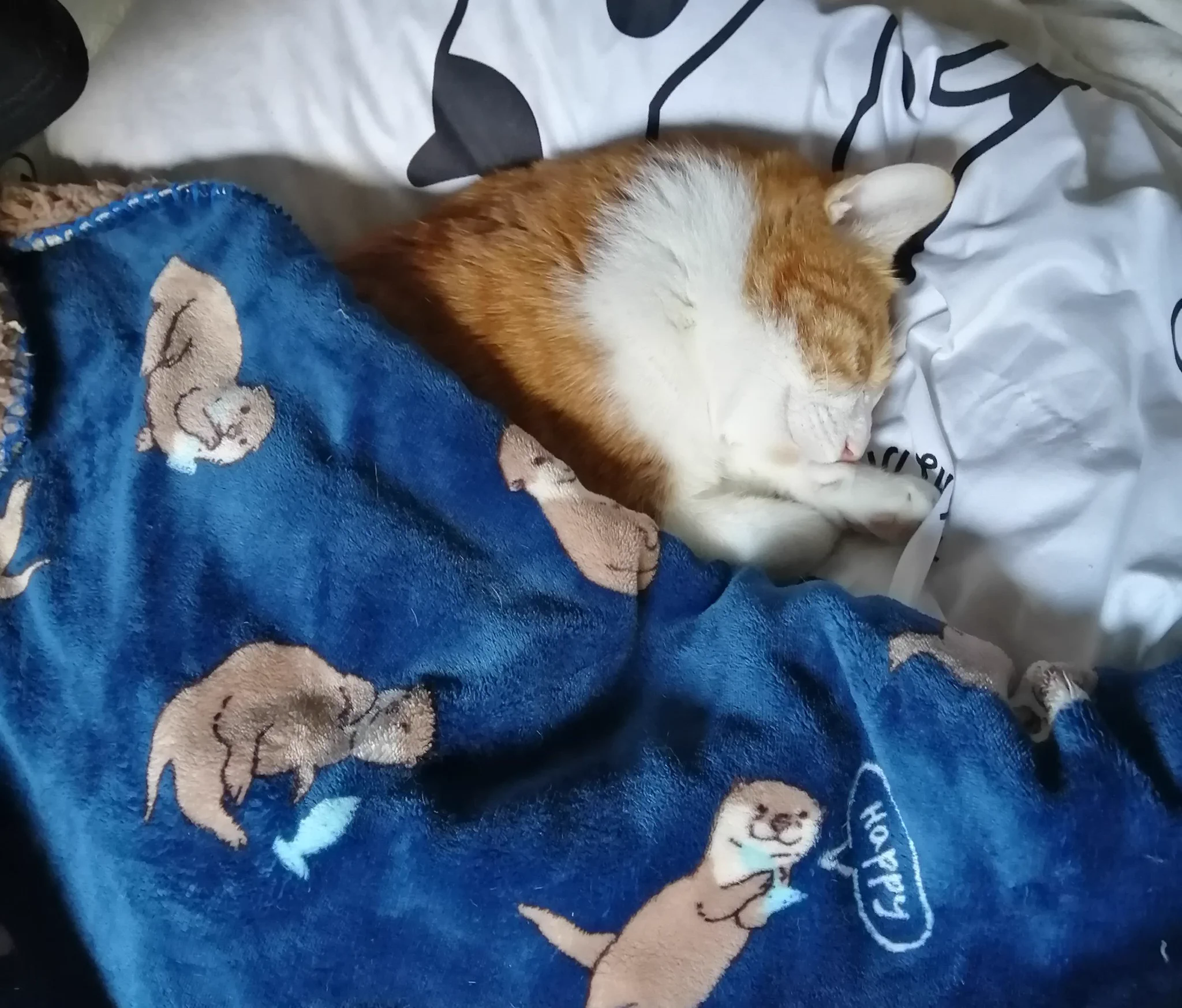 @bou128 私も猫飼い初心者ゆえに、見当違いしてました……
猫は毛布大好きです🥰 