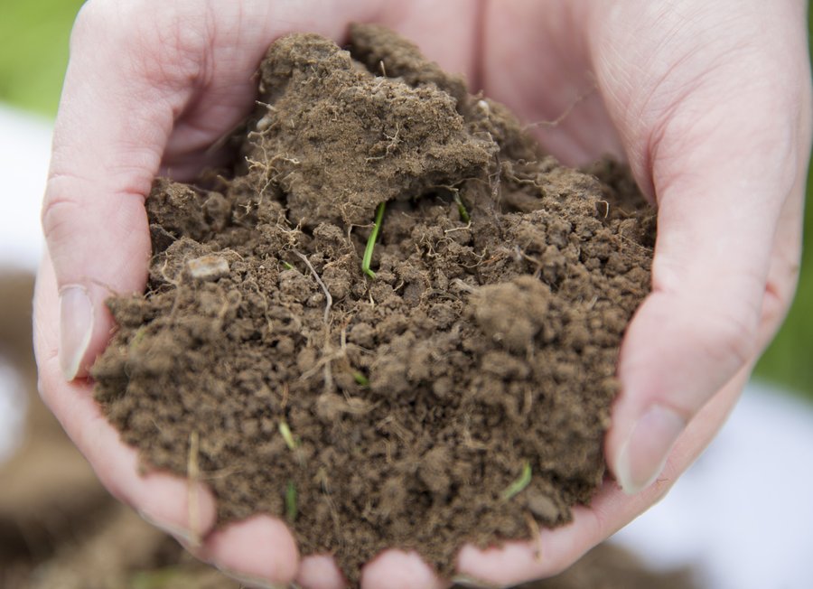 Happy #WorldSoilDay!

Did you know it is estimated that only 1% of soil microorganism species are currently known compared to 80% of plant species.

#SoilImprovement #SoilHealth