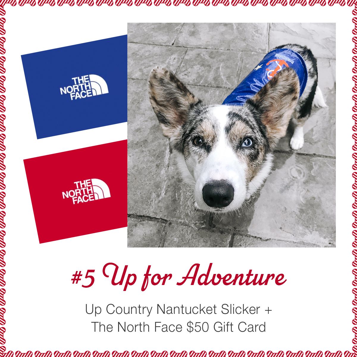 UpCountryInc's tweet photo. It's our Up for Celebrating Giveaway, DAY FIVE | UP FOR ADVENTURE: Enter for your chance to win an Up Country Nantucket Slicker (like adorable @NavyCorgi pictured here) and a @thenorthface gift card. Click here to enter: https://t.co/6DEdh8Nvus. #UpforCelebrating #UpCountryDog https://t.co/5KXlTuEpSh