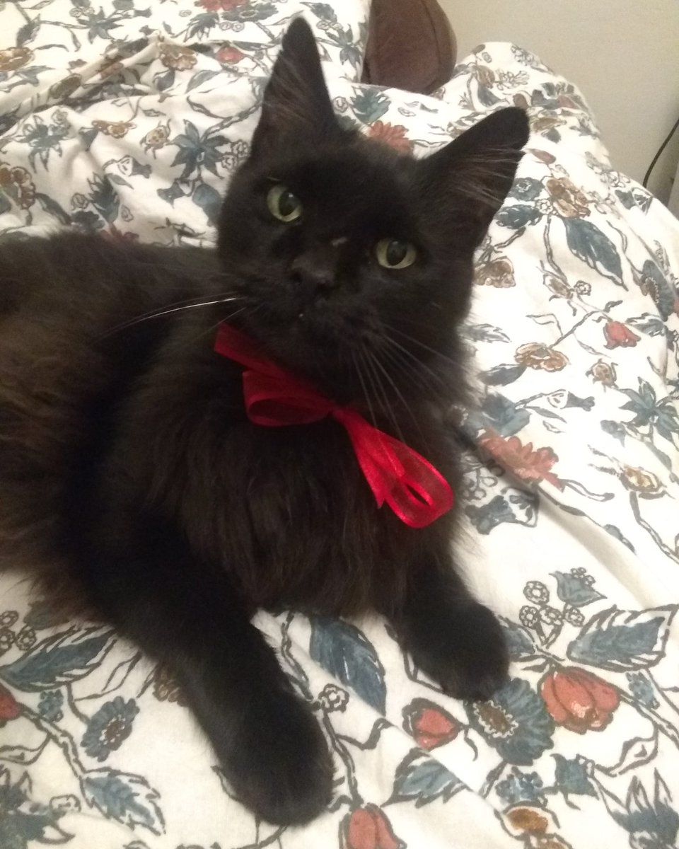SongBirdyGirl's tweet photo. Happy Christmastime Caturday from Wiley πππ
#caturday #christmascat #christmascatsofinstagram #christmascats #christmas #christmaspets #cats #cat #blackcat #blackcats #felines #feline #felinesofinstagram #blackcatsofinstagram #catsofinstagram #catfamiliar #catbowtie #catbow https://t.co/G9IhUqajaR