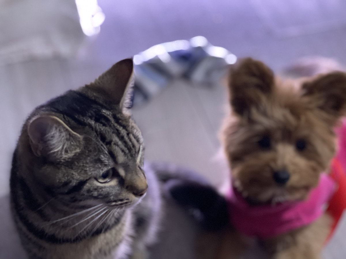 Navilez1's tweet photo. #Caturday #CatsOfTwitter baby Dog Nala might be cute but I am still the eldest sister and I call the shots round here! https://t.co/LlzHksty4Y
