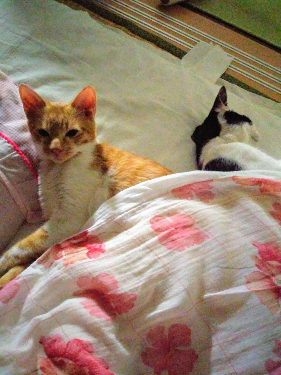 飼い主が猫初心者だったばかりに 寝るときはお布団をかける というとても人間ぽい文化に染まってしまった猫さん 自分でかけて寝る Togetter 飼い主が猫初心者だったばかりに 寝るときはお布団をかける というとても人間ぽい文化に染まってしまった猫さん 自分でかけて寝る Togetter