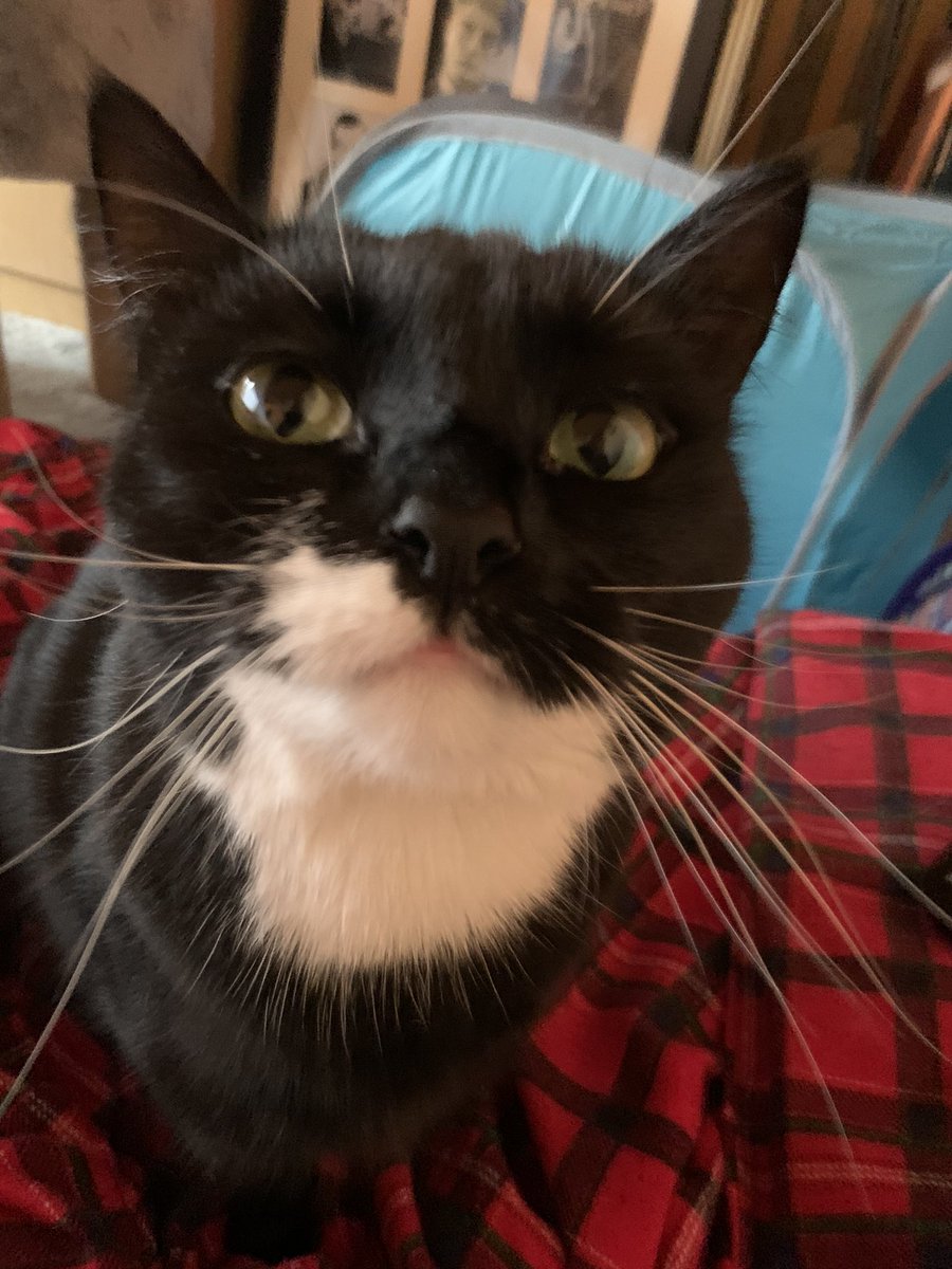 keaton_kitty3's tweet photo. #CatsOfTwitter #Caturday https://t.co/gCJ3TMVoaL