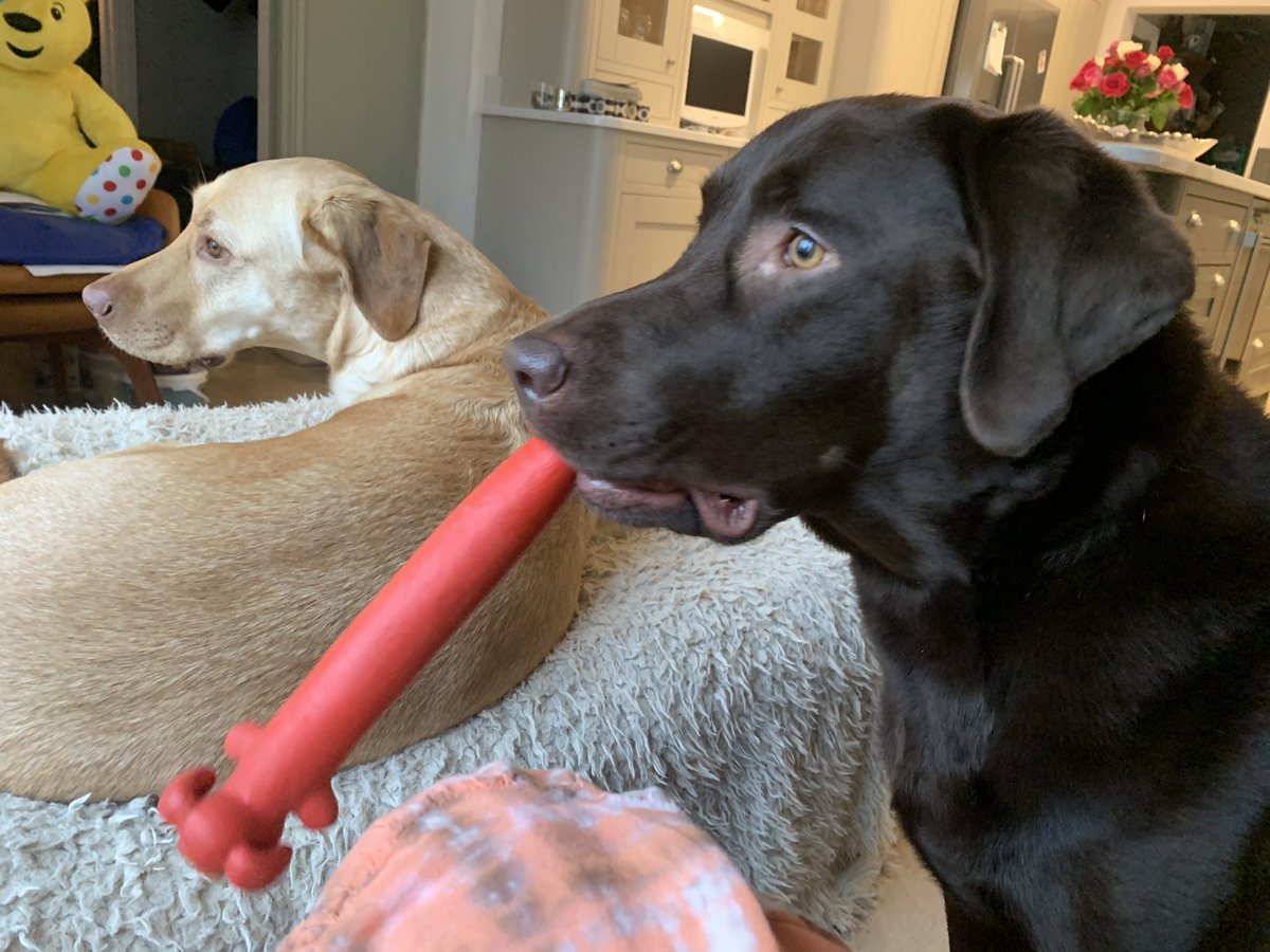 Harvey The Dog tweet media