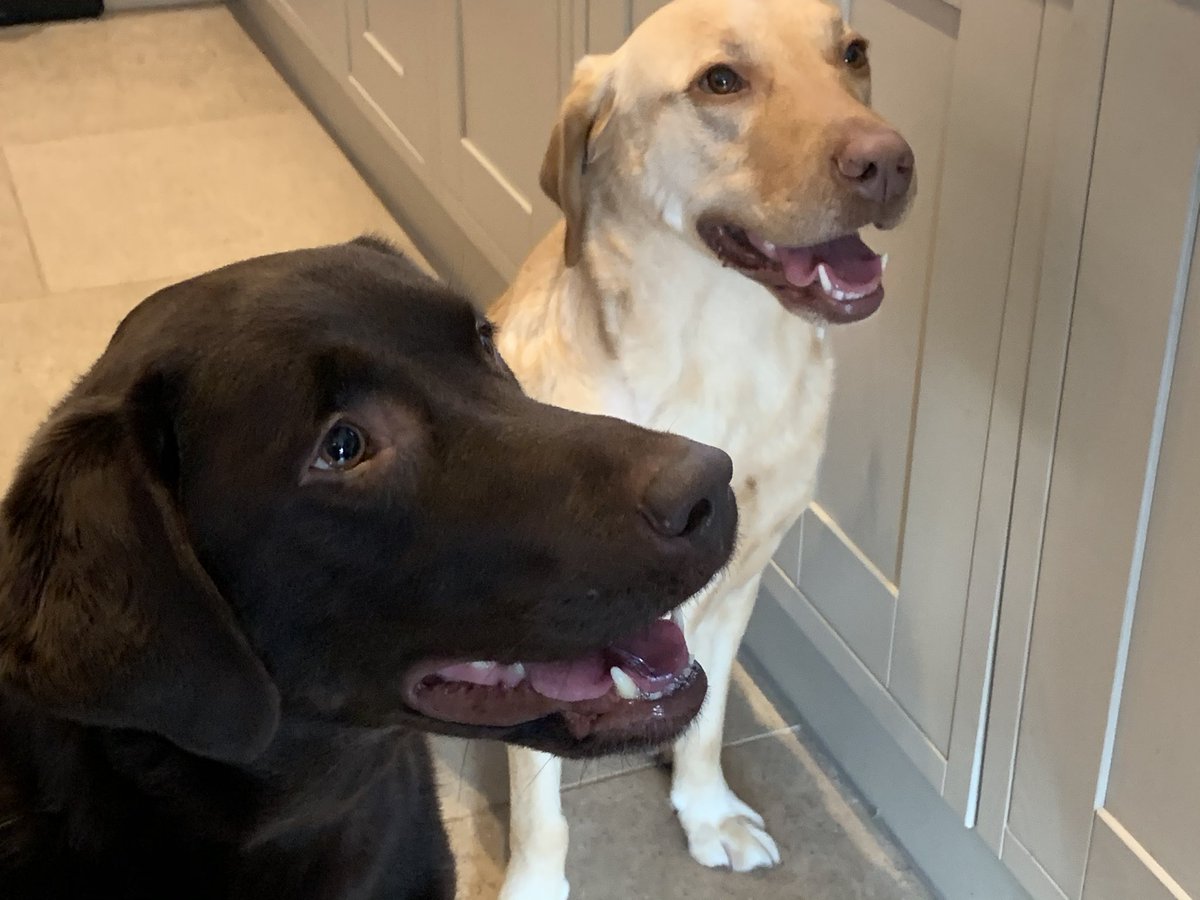 Harvey The Dog tweet media