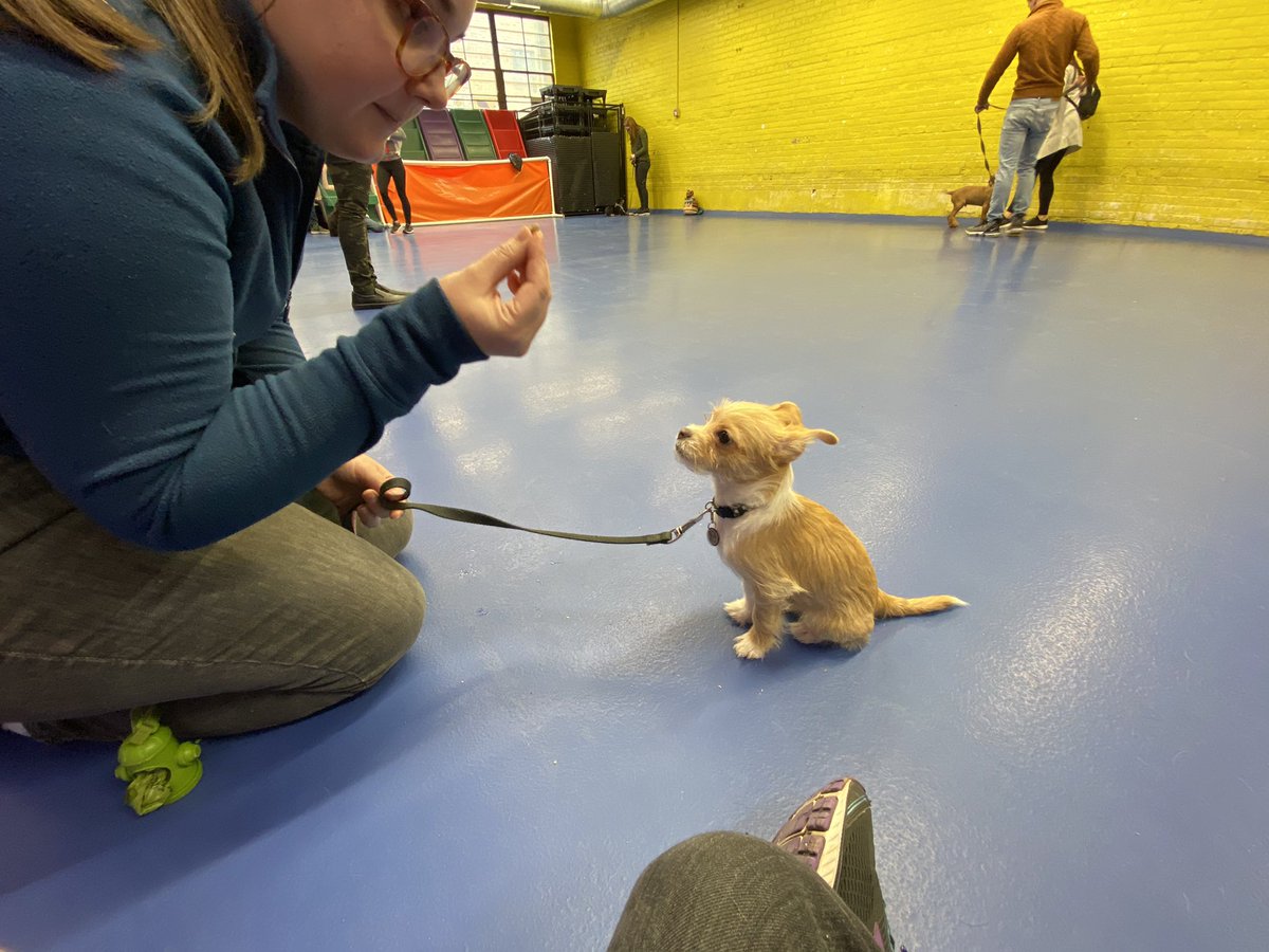 Him at his puppy class back in February