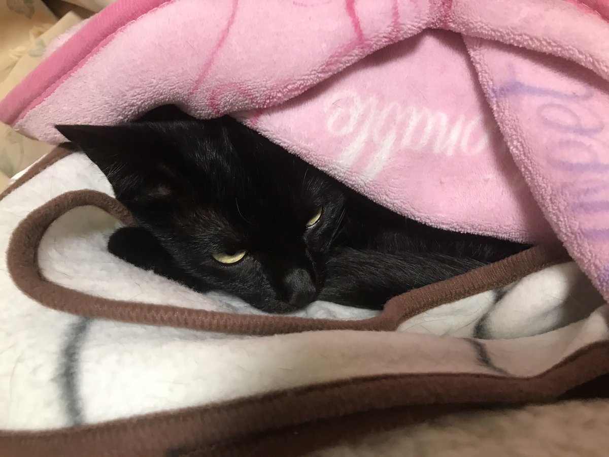 飼い主が猫初心者だったばかりに 寝るときはお布団をかける というとても人間ぽい文化に染まってしまった猫さん 自分でかけて寝る Togetter 飼い主が猫初心者だったばかりに 寝るときはお布団をかける というとても人間ぽい文化に染まってしまった猫さん 自分でかけて寝る Togetter