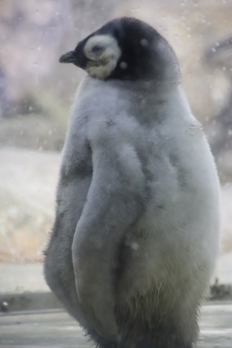 うにょたか 今は可愛い赤ちゃんペンギン いずれはお父さんのような立派な横綱 もとい皇帝に アドベンチャーワールド コウテイペンギン エンペラーペンギン