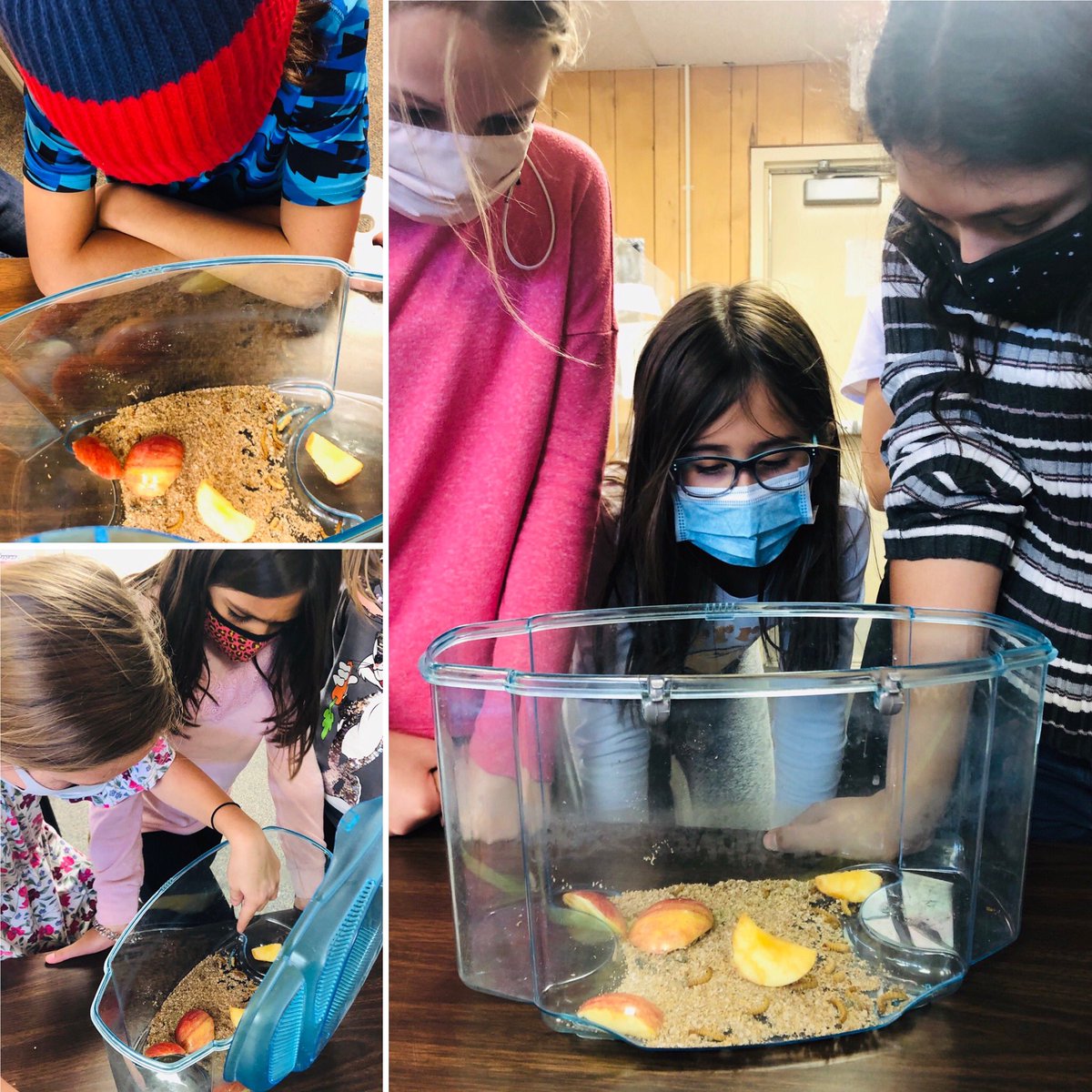 4thWithBorja's tweet photo. This week we got to “Meet the Creatures” and explore properties of soil! #LeadTheCharge @NISDKallison https://t.co/PyFRf0ETVC