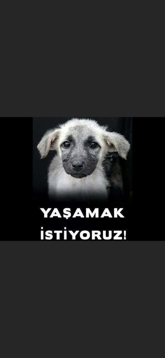 Hayvanlar yaşamak istiyor. Her gün bir hayvanın sakat bırakıldığı, tecavüze uğradığını ve ne yazık ki öldürüldüğünü görüyoruz!

Artık sözü verilen yasa çıkmalı!

Sende onlara ses ol! Hayvanı İnsandan Koru!

#HayvanlarıİnsandanKoru