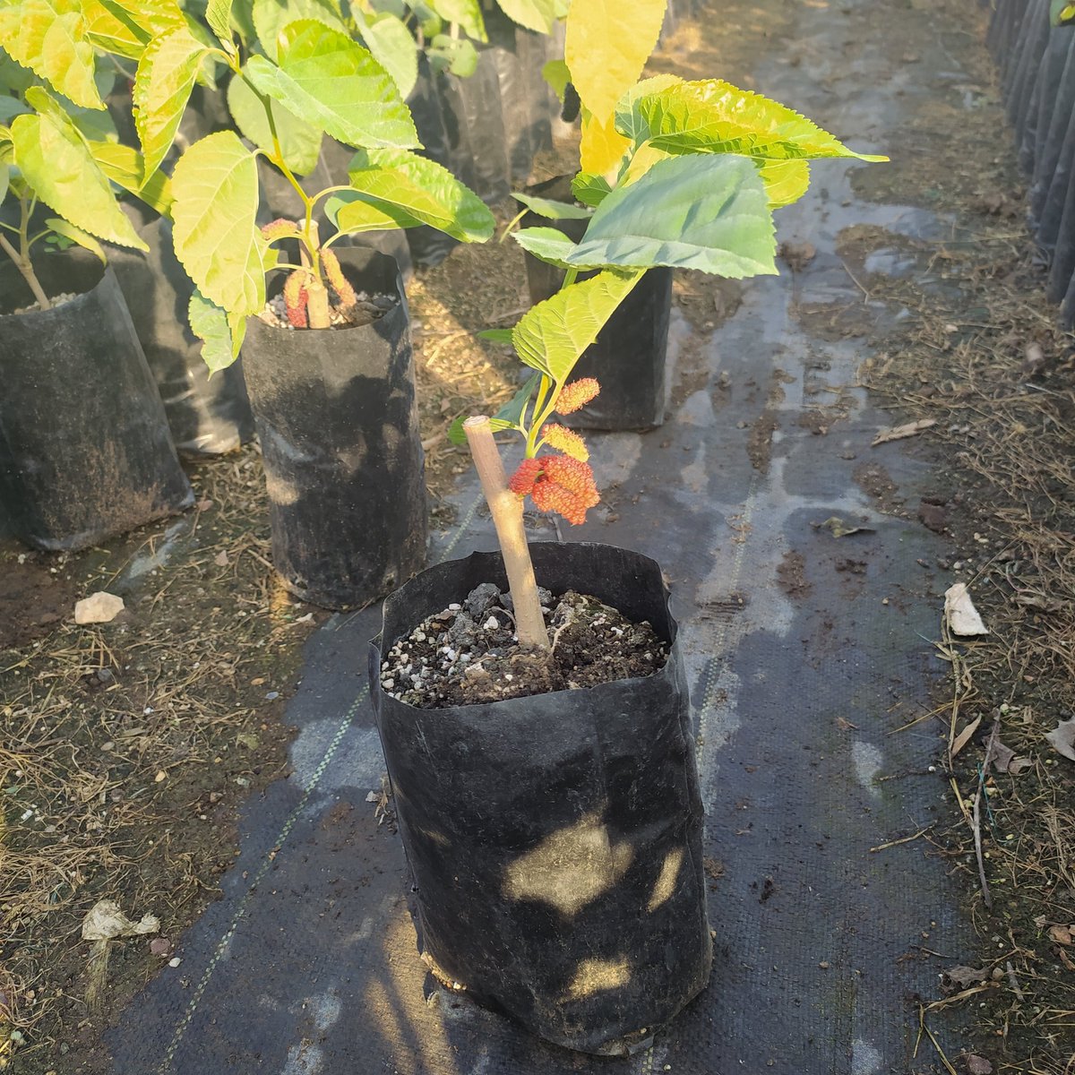 HasCicekFidan's tweet photo. Dut aşılı

🌳🌳Has Çiçekçilik 🌳🌳
🍁🍁tüm arap ülkelerine ihracat🍁🍁
🌷🌷🌷🌷🌷🌲🌲🌲
🌿☘25 yıllık Tecrübemizle🌿🌿
Tel: 0 324 454 0442
Cep Tel: 0532 721 4211
Fax: 0 324 454 1349
#mersin #Turkey #fıdan #flowers #gül #ağaçlar #bahçe #سعودية #سوريا #تصدير #تركيا #امارات #ك#ورد https://t.co/wLbFKfcJwC