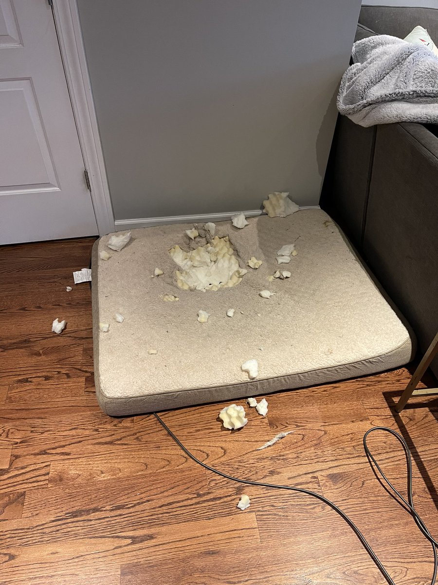 HallieBezner's tweet image. RIP to our 359th dog bed of 2020, at least this one was free? #greatdaneproblems #thepitbullisinnocent