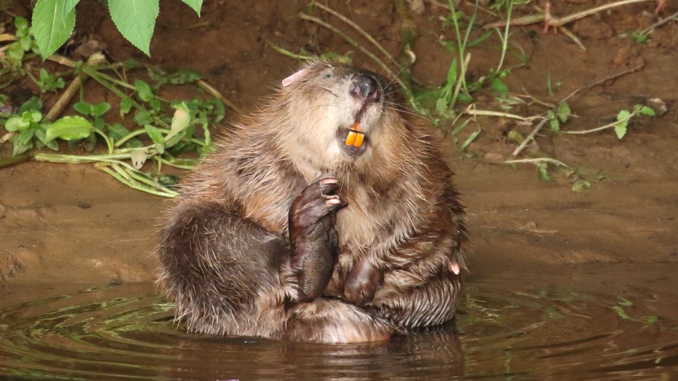 Beavers, or people playing with sticks can help.