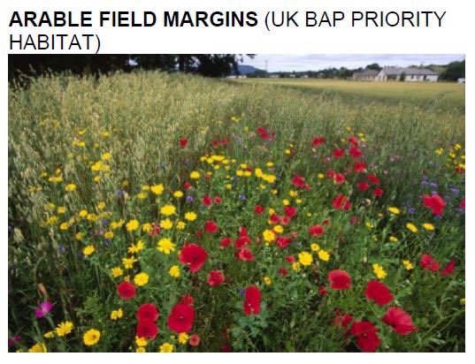 Arable margins and under-sowing, careful cultivation