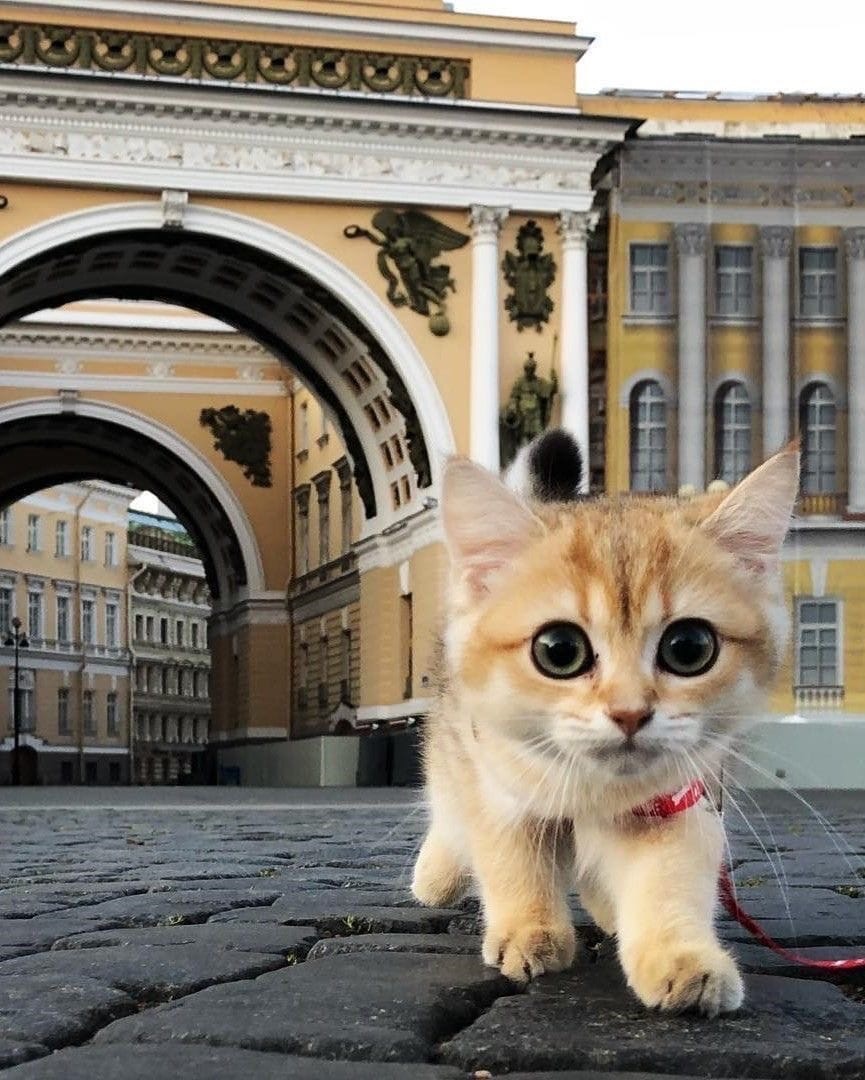 Эрмитажные коты