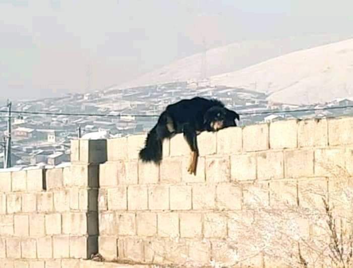 Энэ нэг юм хуцах хүн байхгүй ёстой уйдаж үхэж байна... гэнээ