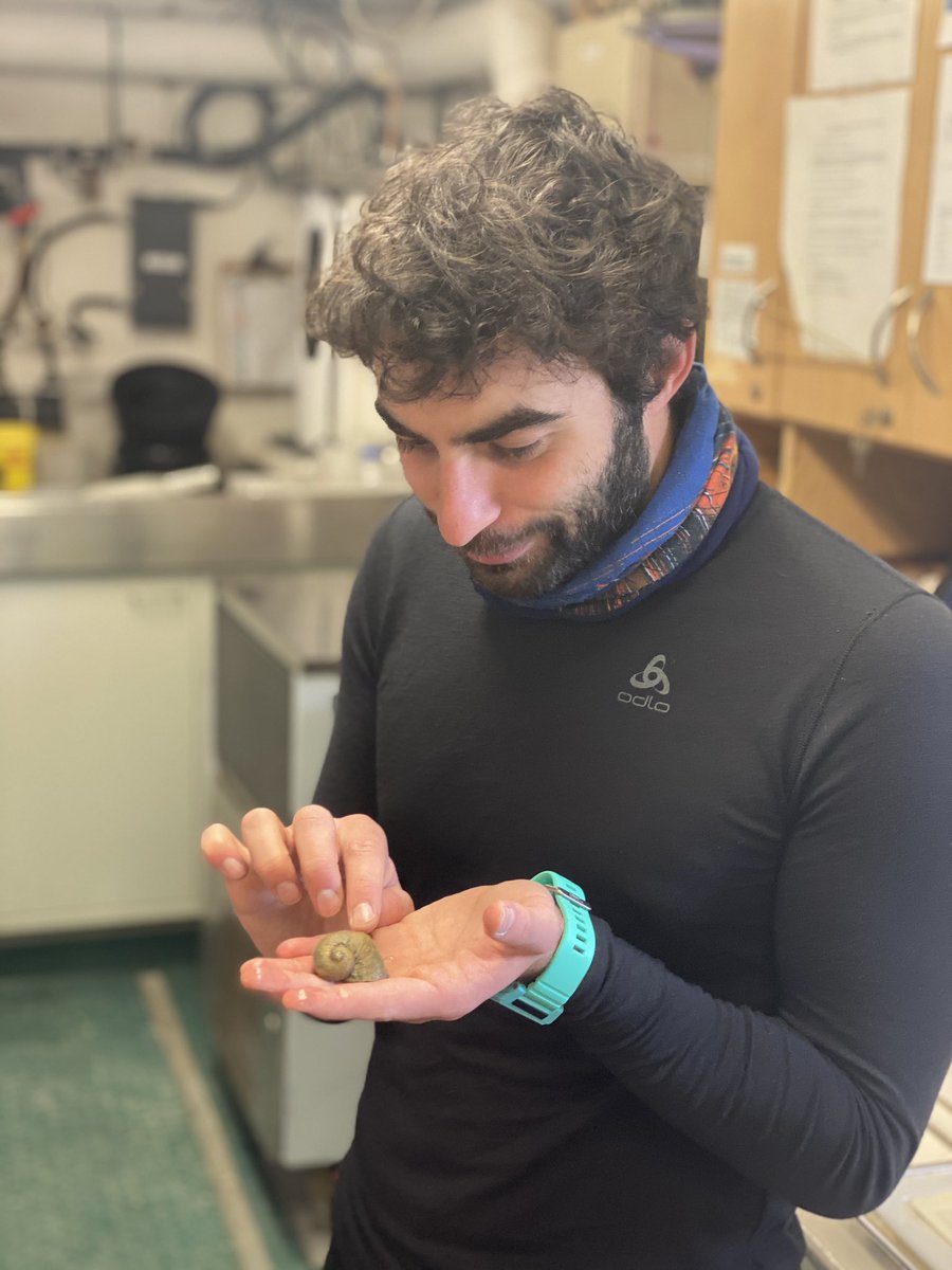 @jptownsendii absolutely adoring the surprisingly soft and squishy shell of Torellia mirabilus. #icyinverts
