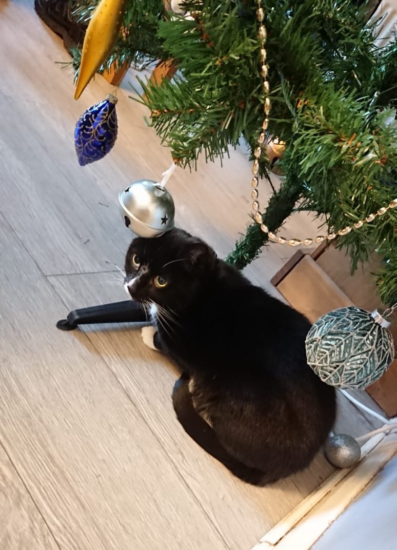 Bugsy 🐈 (the cat, my #bestfriend and soul mate 😻) makes such a great Christmas gift. He knows no other gifts under the tree will overshadow him 😸🎄