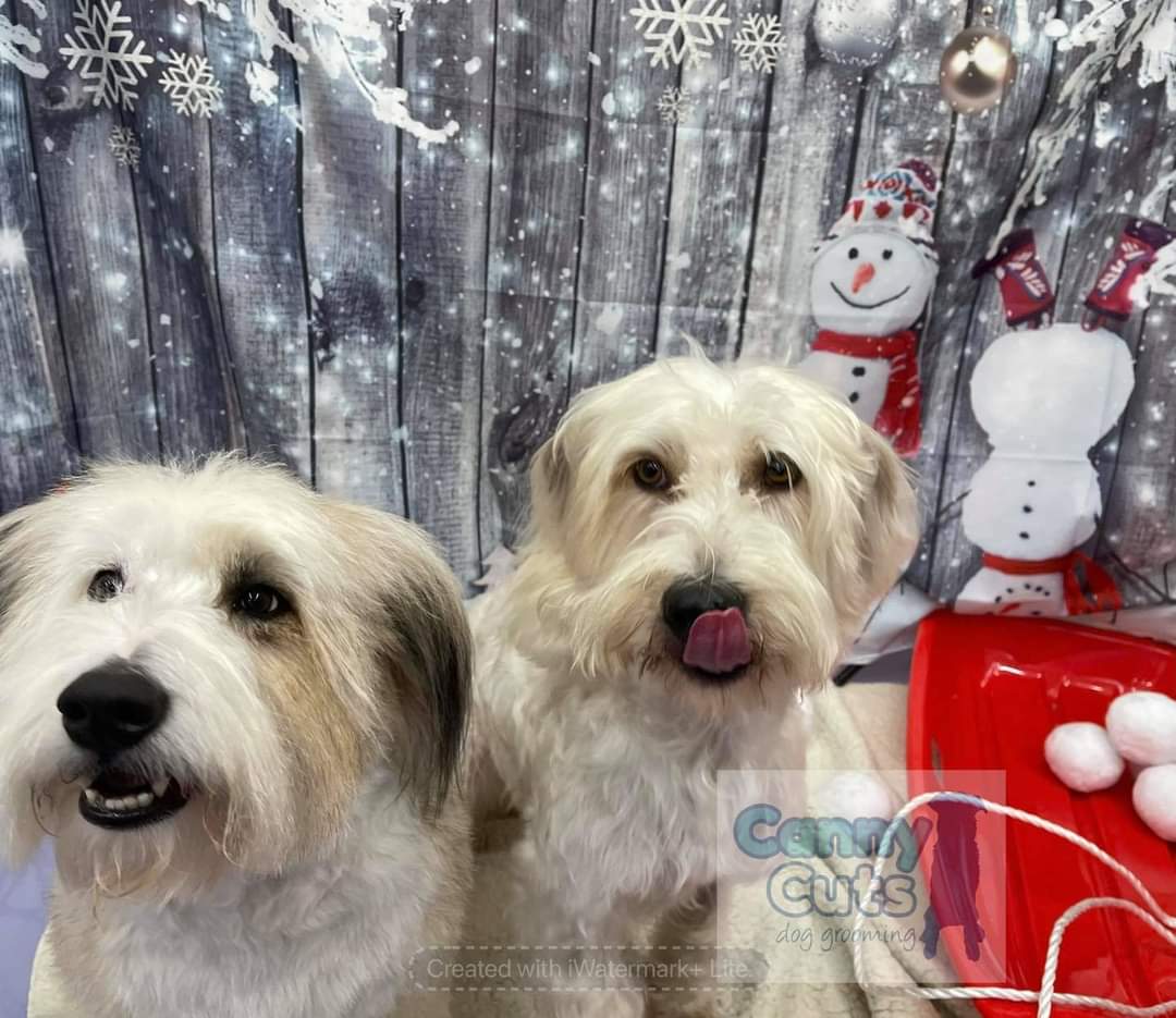 ArchieBall25's tweet image. Do ya fink me n @splashyball25 look handsome.  We been to @cannycuts