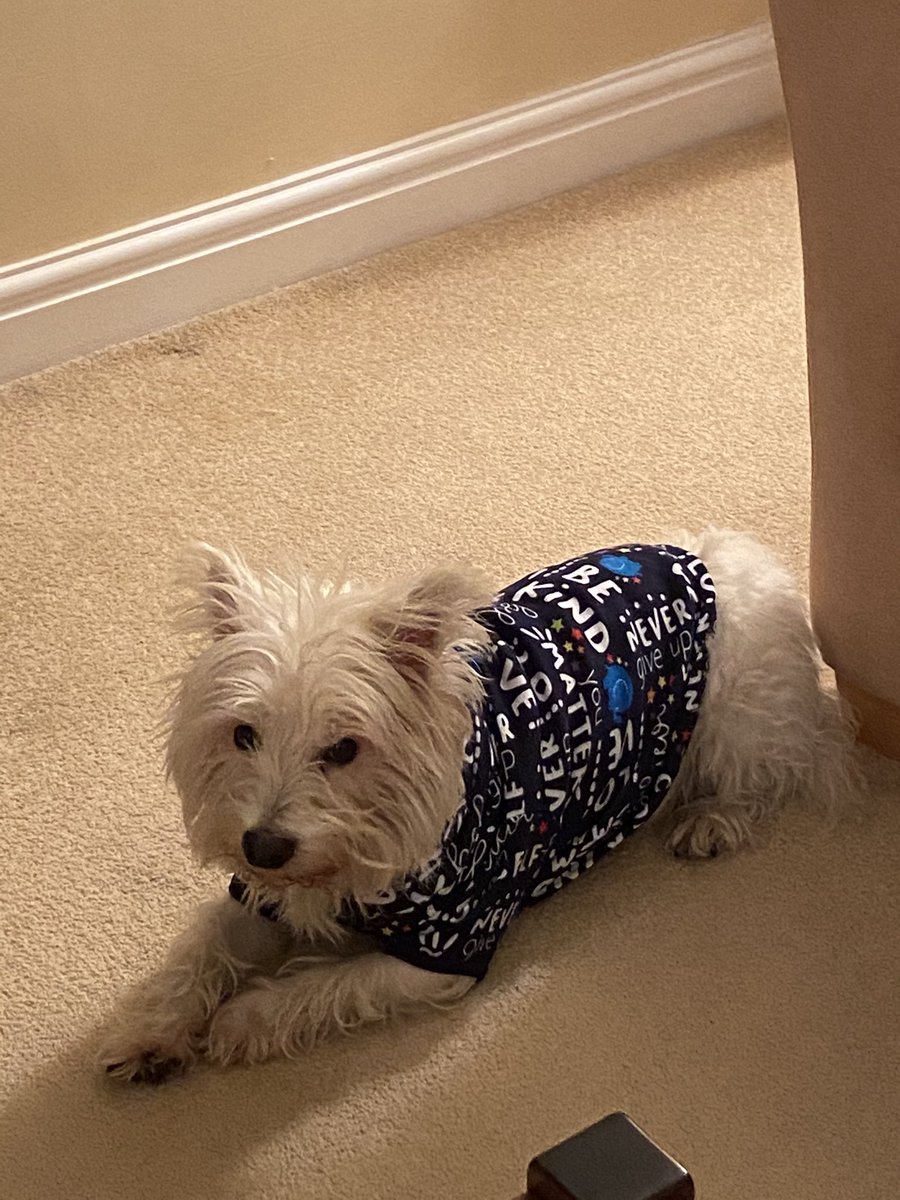 SatisEducation's tweet photo. The Satis mascot Baxter doing his bit for @AlderHeyCharity 

He’s a less than willing participant but knows a good cause when he sees one! 
#BaxterDog #AlderHey #InItTogether https://t.co/jZ9TvJzoMi