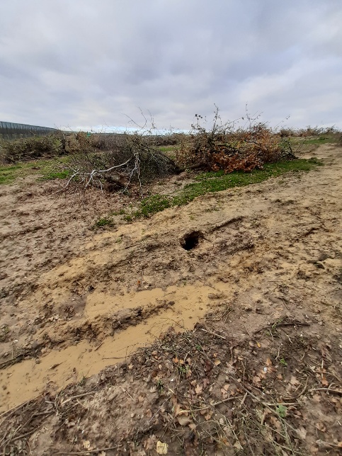 Suffolkbadger's tweet photo. @RuralPolicingSC following initial report 2 weeks ago that this #Badger Sett had been destroyed, an entrance reopened. On 3rd Dec its been driven over and blocked again! #wildlifecrime @BadgerTrust https://t.co/zUfF9b1C0M
