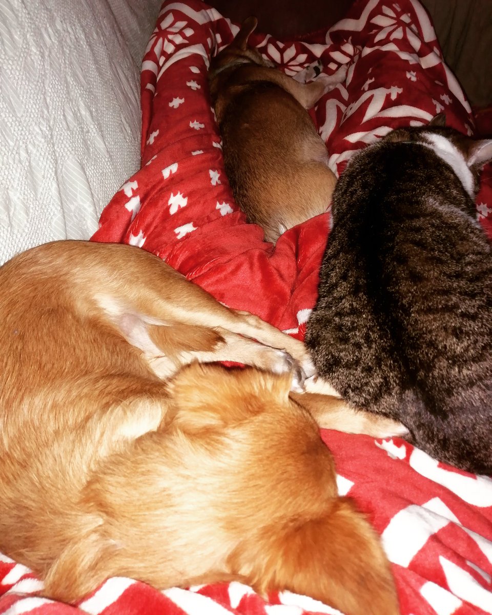 We spen SinteAvond wit bankhanguh. #Vosje #Pip #Ayla #TeamVoPiLa