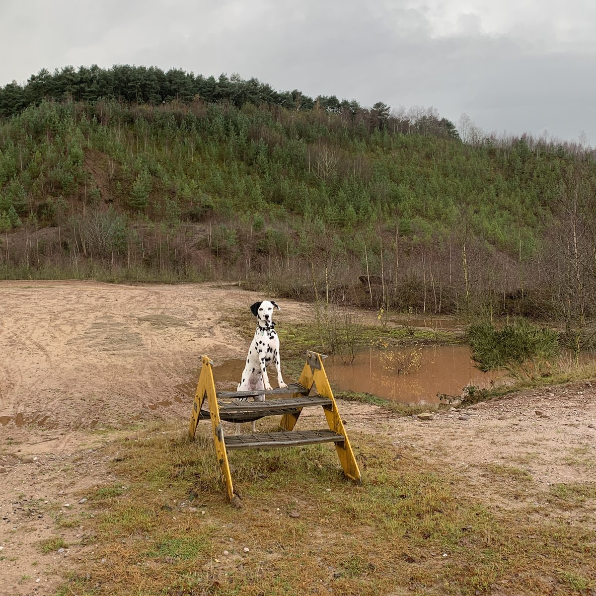 Miniclick_'s tweet photo. #corathedalmatian @ a #disusedquarry with a huge pinball machine 🤣
#dalmatian #dallie #spottydog #graffiti #quarryworks #Rusty #rustymachinery #quarrymachinery #quarry #happydog #Countryside #countrysidedogwalks #countrysidedog #walkies #DogLover #pinball #sandpit #Elevator https://t.co/b1UAKbu9gJ