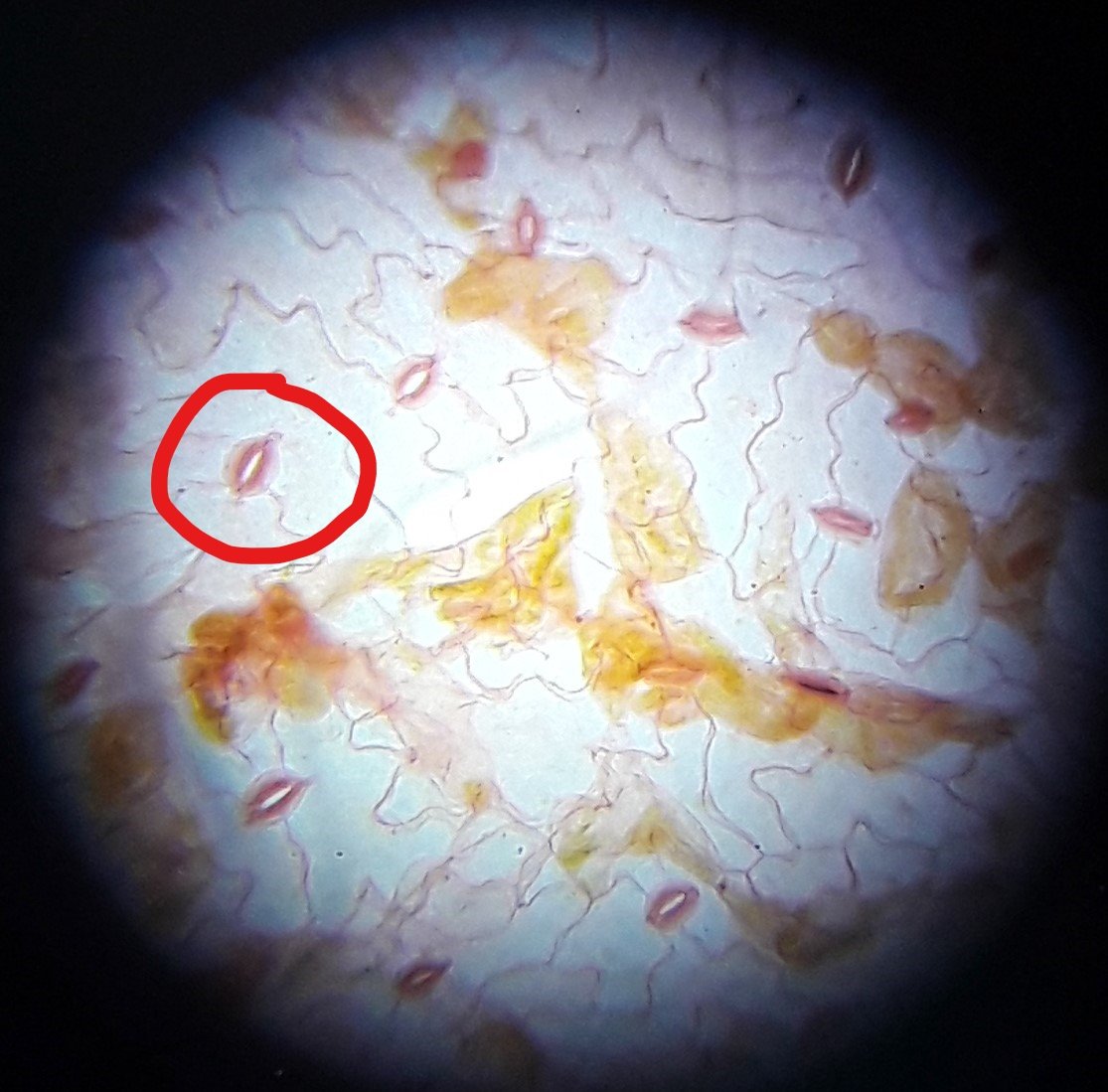 Check out these stomata!🍃This week #LSAgSci Ss removed &amp; stained the epidermis layer of leaves from spider plants, spinach, &amp; Swedish ivy to view/count the # of stoma. Do you know which layer would have more - the top or the underside of a leaf &amp; why? They do! #InquiryLearning
