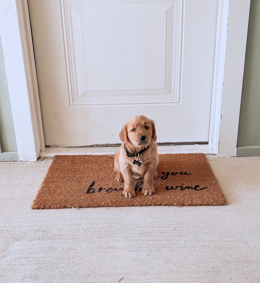 breorthh's tweet photo. brought my bestfriend home today https://t.co/eBs8F1iJ7F