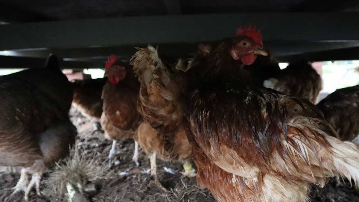 There's a whole world under the shed!

#happyhens #exbatts #exbatteryhens
