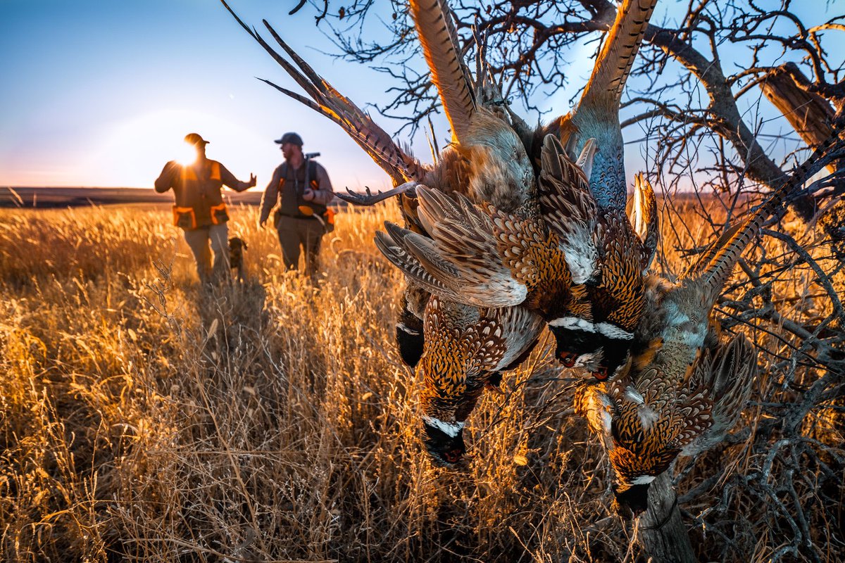MattAddington's tweet photo. Heres to a weekend is full of good stories with good friends.
.
.
.
#itsfederalseason #kansashunting #upland #pheasant #fall #hunting #birdhunt #ringneck #tryupland #outdoorphotographer #shotgun #gundog #pheasantsforever #habitat https://t.co/zxKin5QhhQ