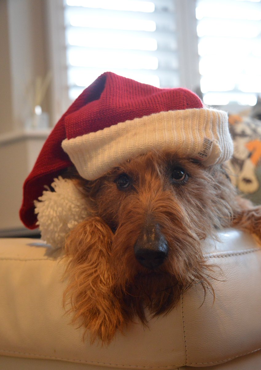 Waiting for Santa Paws 🐾 on the telly box thing