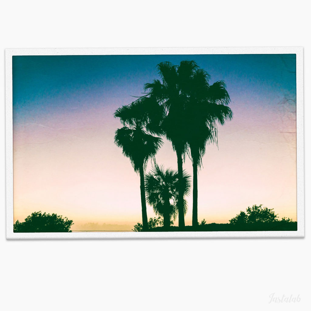 VNTGhub's tweet photo. Edited with InstaLab app - Palm Trees in Florida. #InstaLab #InstaLabApp #Instant #Filter #Print #Polaroid #Landscape #Travel #Florida https://t.co/vkXu7QQYCP