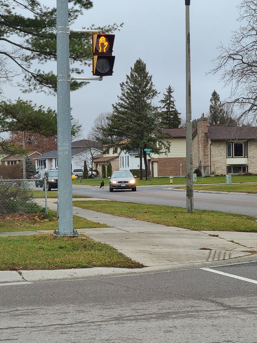 acwlong's tweet photo. @MIHomeYGK Wild Turkey wreaking havoc near bayridge and old colony intersection https://t.co/TzNiuC0A4F