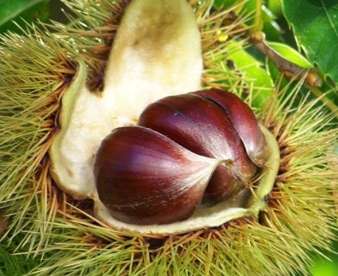 Congrats also to  @vhnguyenmd He discovered it by the clue of the food (I expected it) and  @gupelon