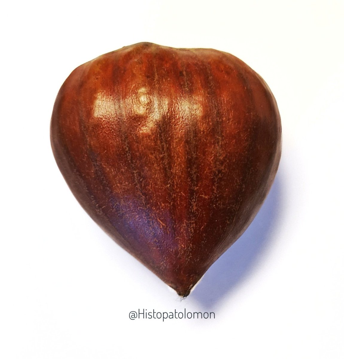 It is a  #chestnut, congratulations to  @gonzadetoro 1st suggested it, and to  @ijexpafo and  @SansanoValero who knew it but did not say it "castaña" in Spanish from which the color "castaño".Candied is called "marrón glacé""marrón" is brown in Spanish.  #castaña