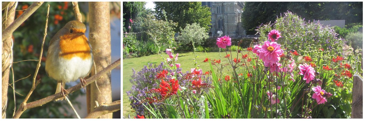 SalisburyMuseum's tweet photo. Our gardens are looked after not just by the #Robin but also our garden volunteers. They have worked hard throughout the year to provide seasonal colour which is vital to our #VisitorWelcome #InternationalVolunteerDay #VisitorWelcome #Volunteer @WessexMuseums @HeritageVols https://t.co/RECBmnIU4O