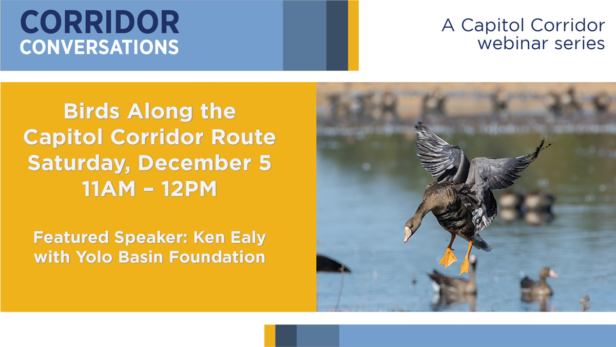 CapitolCorridor's tweet photo. TODAY at 11am! "Corridor Conversations: Birds Along the Capitol Corridor Route" featuring @YoloBasin. It's not too late to join us. Register: https://t.co/FHleXxkrNP
#CapitolCorridor #CorridorConversations #birding https://t.co/2qA3PxtPMN