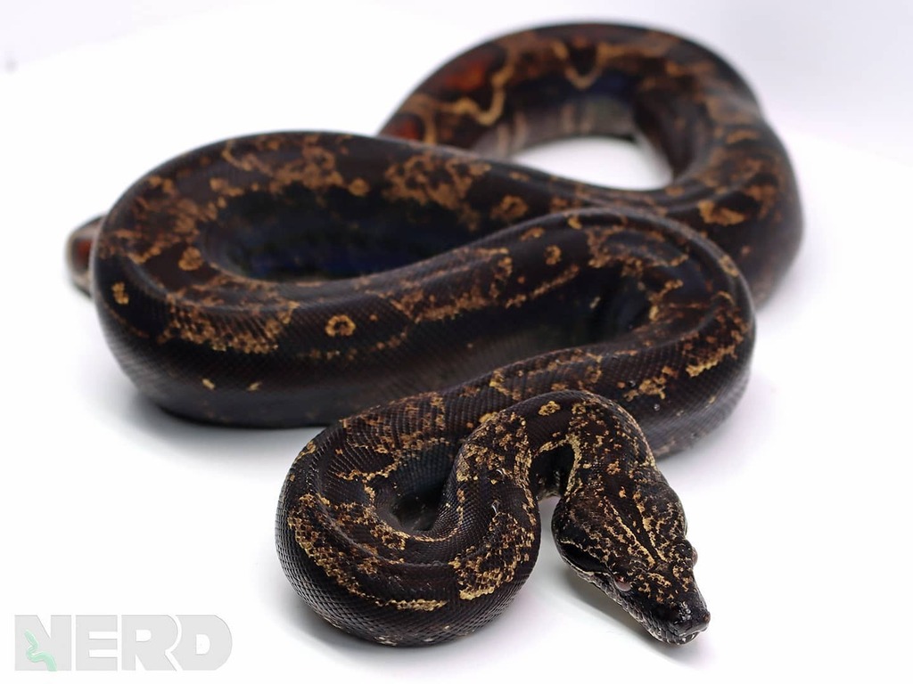 NERDReptiles's tweet photo. IMG Boa coming in HOT!!!!
Follow @newenglandreptile for MORE!
.
.
.
.
.
.
.
.
.
#Imgboa #IMG #melanin #black #theblackertheberry #boa #boasofinstagram #boas #snake #snakesofinstagram #snakes #amazing #instacool #instacool #newenglandreptile #EvilMorphGod… https://t.co/1Z7Ju5d9v9 https://t.co/hcsxpeV6LV